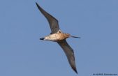 Un pájaro realiza un vuelo récord mundial al volar de Alaska a Tasmania sin aterrizar