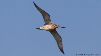 Un pájaro realiza un vuelo récord mundial al volar de Alaska a Tasmania sin aterrizar