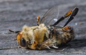 La esperanza de vida de las abejas se ha cortado la mitad en menos de 50 años