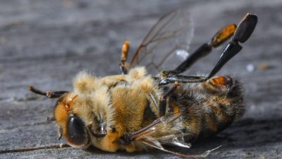 La esperanza de vida de las abejas se ha cortado la mitad en menos de 50 años