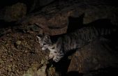 El gato ‘fantasma’ de los Andes que los científicos tratan de proteger