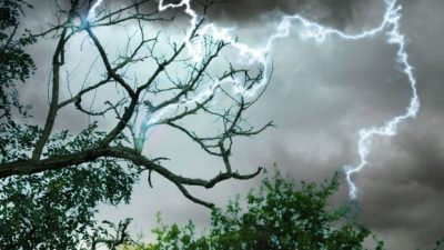 ¿Si te pones debajo de un árbol durante una tormenta hay más posibilidades de que te caiga un rayo?