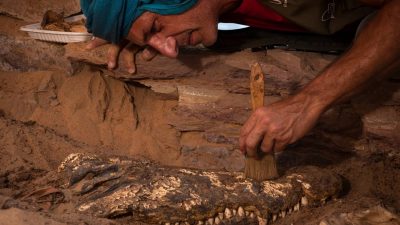 Descubren en Egipto una tumba con diez momias de cocodrilo