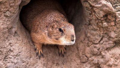 Día de la Marmota