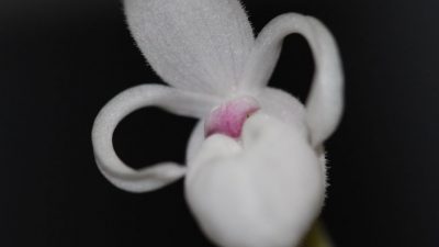 Mexipedium xerophyticum: la orquídea mexicana que lucha contra la extinción de su especie