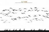 Día Mundial de las Aves Migratorias