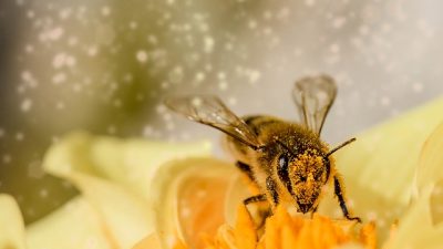 Día Mundial de las Abejas / Día Mundial del Whisky