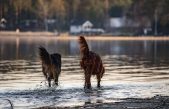 Día Mundial del perro sin raza