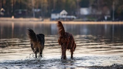 Día Mundial del perro sin raza