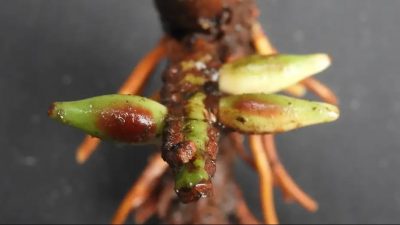 Identifican una palmera que fructifica y florece bajo tierra