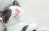 Por qué los gatos amasan y cuándo se vuelve insano