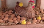 Científicos descifran el enigma sobre el huevo y la gallina