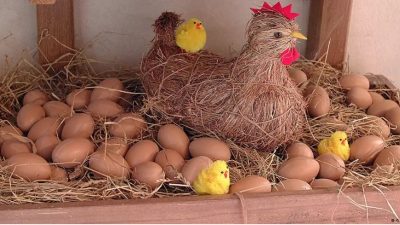 Científicos descifran el enigma sobre el huevo y la gallina