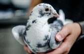 Las palomas también sueñan y sienten emociones mientras duermen