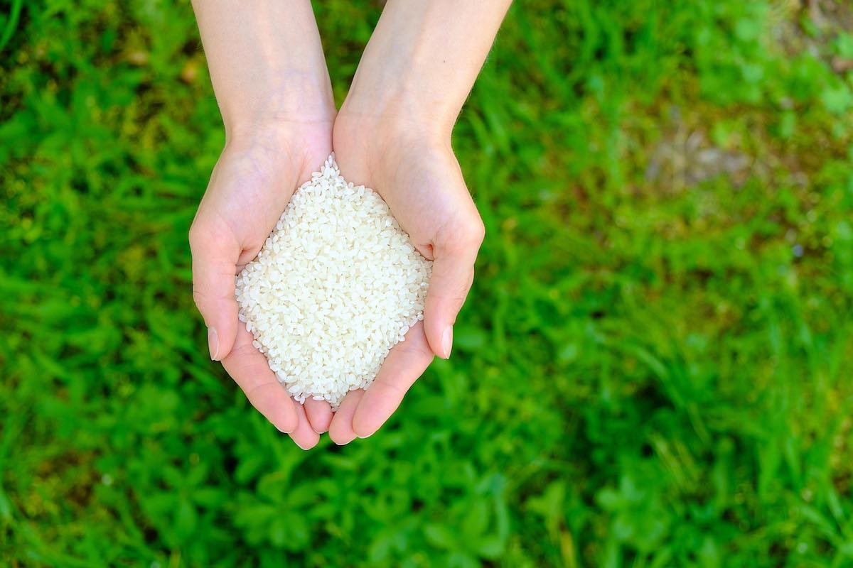 Descubre el secreto del arroz para potenciar el crecimiento de tus plantas