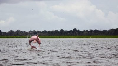 Los investigadores ‘escuchan’ a los delfines del Amazonas para salvarlos de la extinción