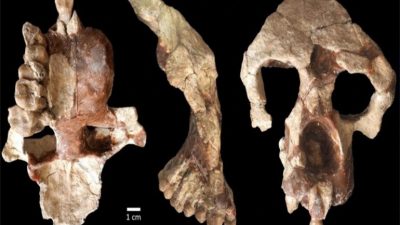 Descubren nuevo fósil de hace 8.7 millones de años en Turquía que desafía la historia sobre el origen de la humanidad