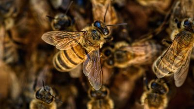 Las abejas se originaron en el antiguo supercontinente Gondwana