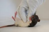 Las cosquillas de las ratas desvelan la zona del cerebro implicada en la risa y el juego