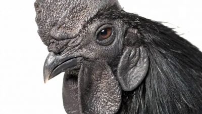 “Gallinas góticas”: estos pollos tienen todo de color negro