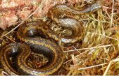 Serpiente de Perú es nombrada en honor a Harrison Ford