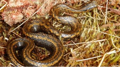 Serpiente de Perú es nombrada en honor a Harrison Ford