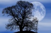 La influencia de la Luna en las plantas: un bulo similar al terraplanismo