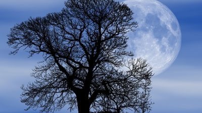 La influencia de la Luna en las plantas: un bulo similar al terraplanismo