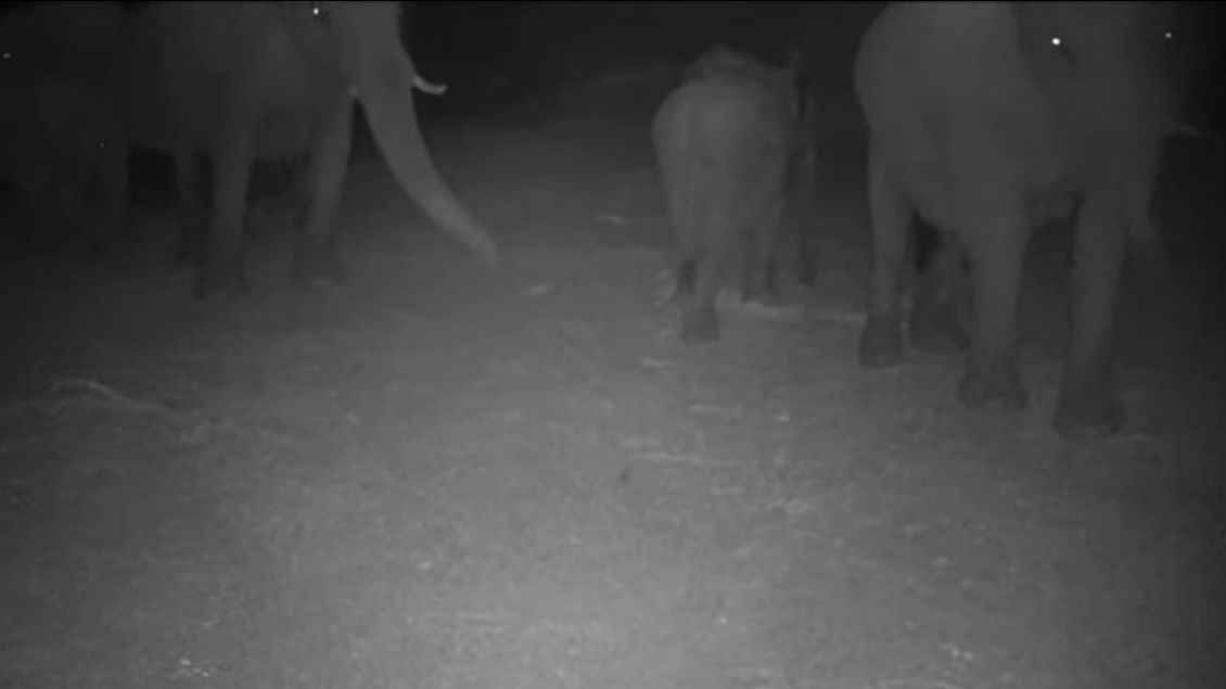 Los animales temen más a los humanos que a cualquier depredador