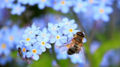 Día Mundial de Protección de la Naturaleza