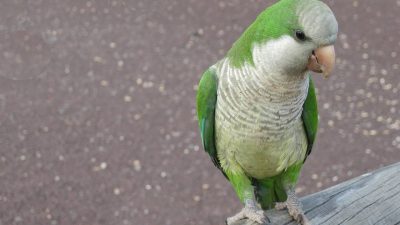 La cotorra argentina, primer animal no humano con una huella vocal por individuo