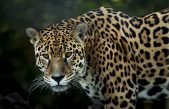 Día Mundial de la Conservación del Jaguar / del Oso Hormiguero