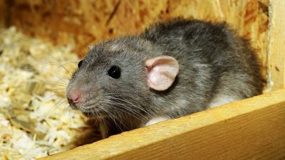 Estudian el cerebro de una rata y encuentran algo inesperado: piensan de forma parecida a los humanos