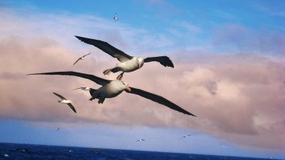 Las voces del mar guiarían a los albatros en sus vuelos oceánicos