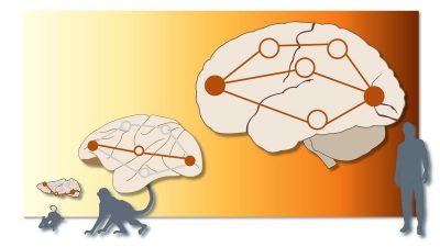 El flujo de información en el cerebro humano lo hace único