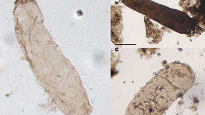 Descubren la evidencia más antigua de la fotosíntesis en la Tierra