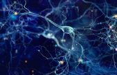 Científicos entrenan un banco de modelos de IA para identificar patrones de actividad eléctrica cerebral