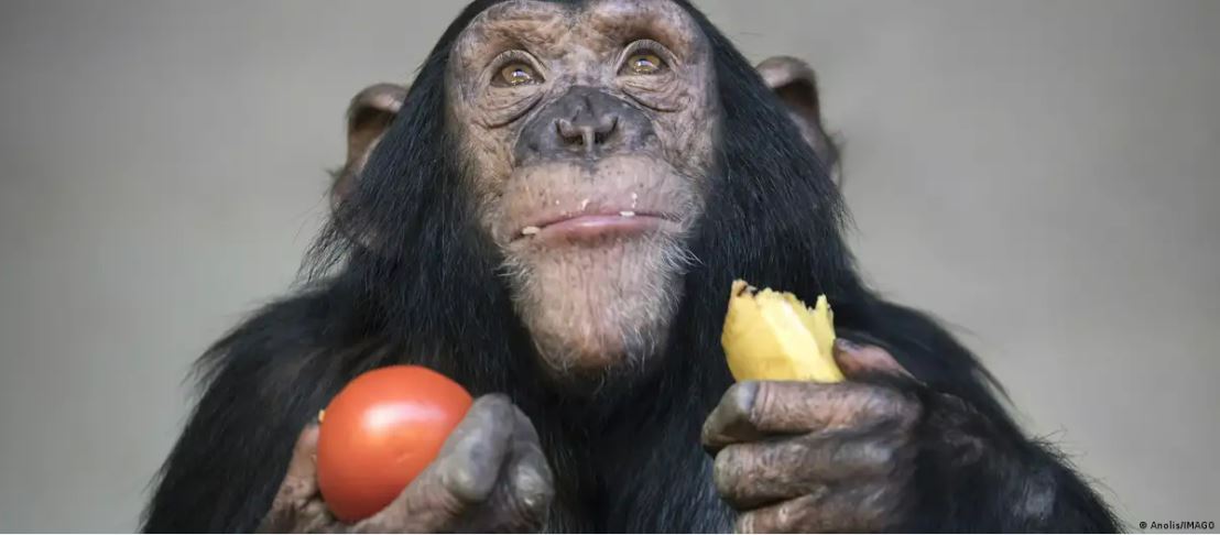 Estudio comprueba que existe aprendizaje social en animales