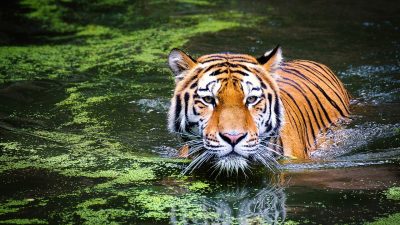 Conociendo a los animales más curiosos y amenazados del planeta