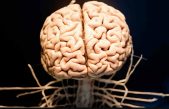Parece que el cerebro humano creció en el último siglo… pero no somos más listos
