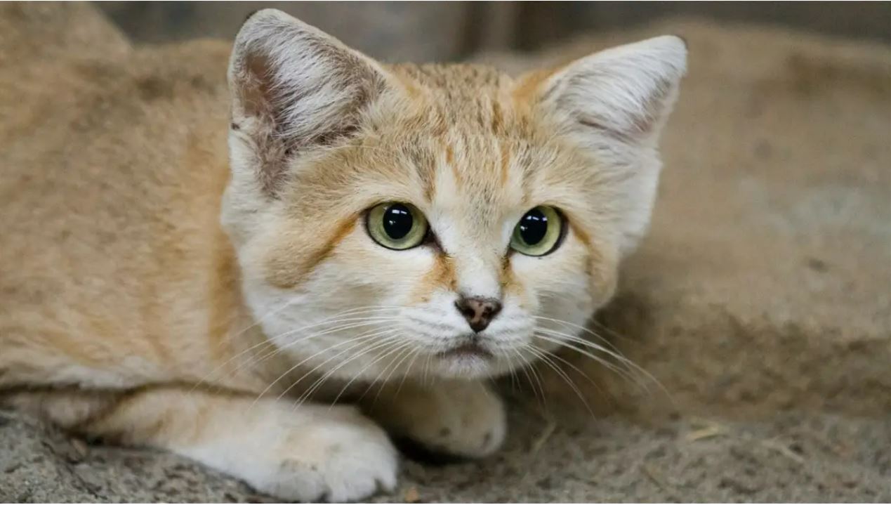 El tiburón es el rey del océano y el león de la sabana, ¿cuál es el rey del desierto? Ya tenemos la respuesta