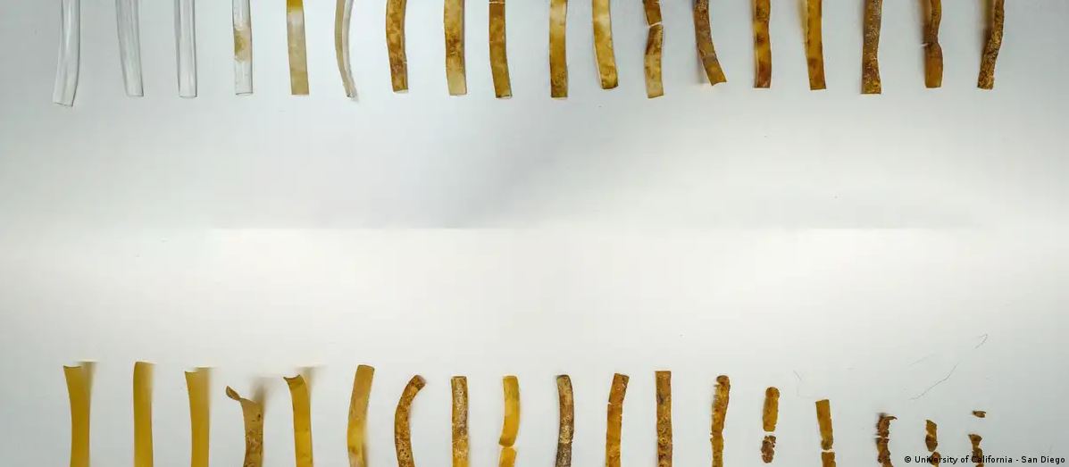 Inventan un “plástico vivo” capaz de autodestruirse