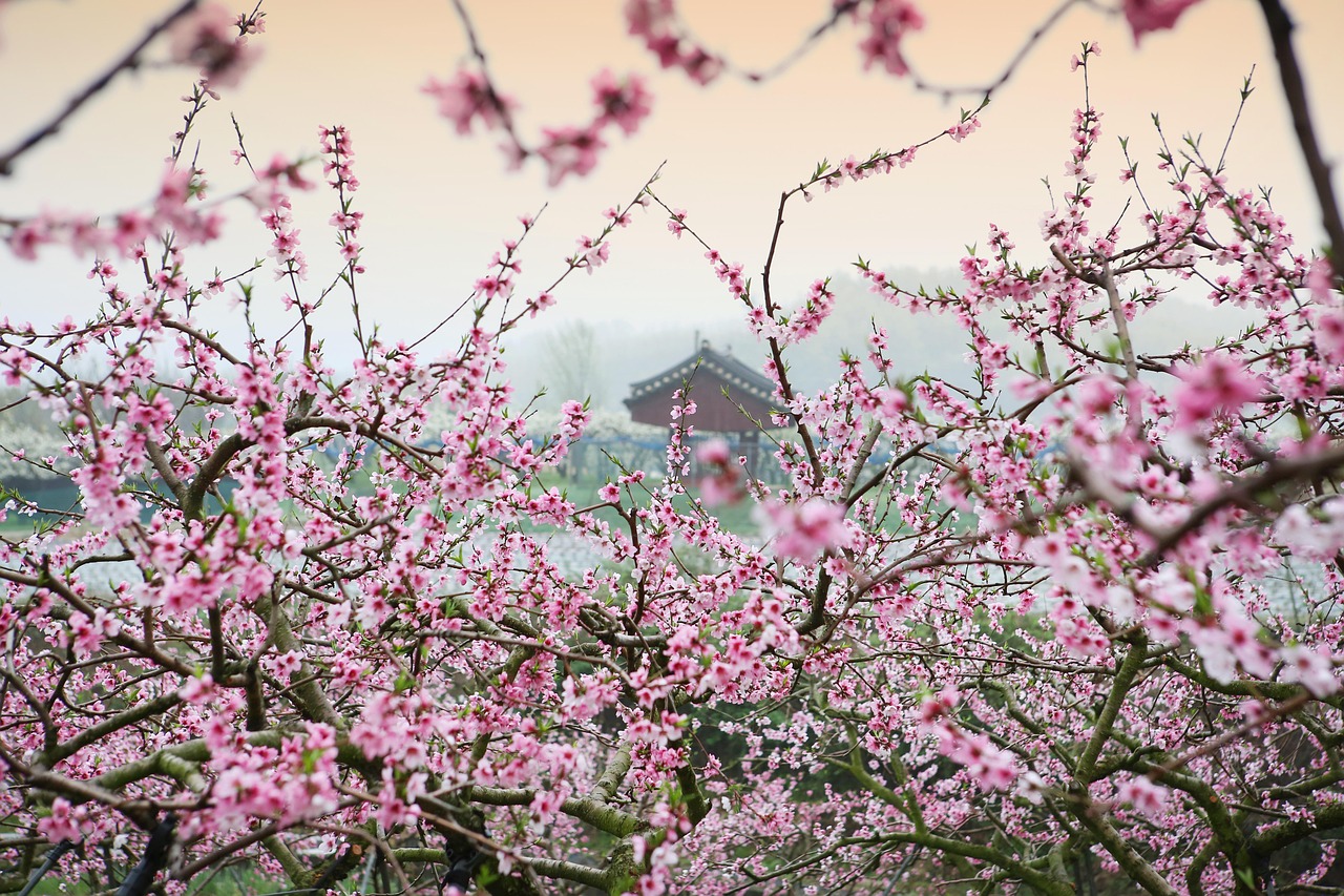 Tiempo de sakura: disfrutemos de los cerezos en flor y de sus frutos saludables